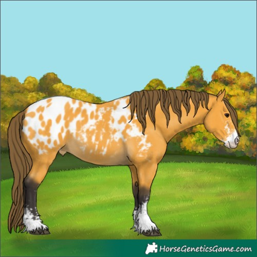 Horse Color:Buckskin Sabino Appaloosa 