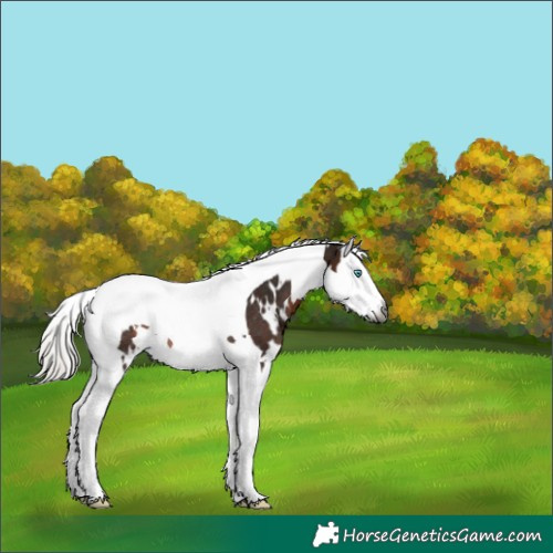 Horse Color:Gray White Spotted Silver Brown Splash Tobiano Rabicano 