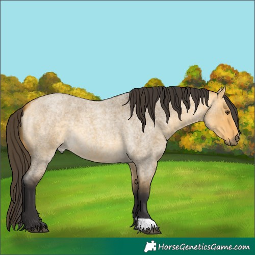 Horse Color:Buckskin Roan Dun