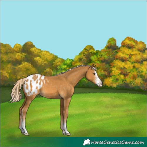 Horse Color:Palomino Sabino Appaloosa