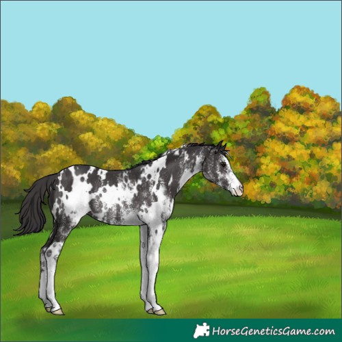 Horse Color:White Spotted Smoky Black Rabicano