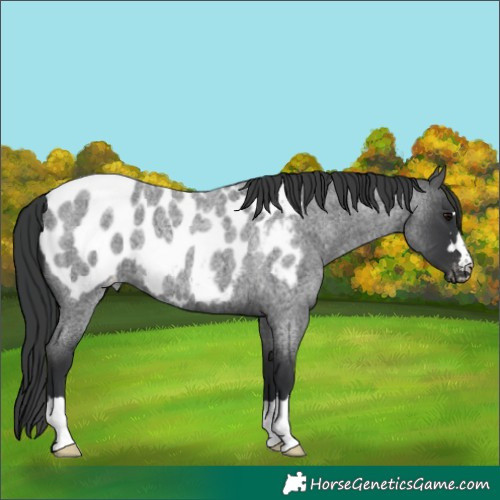 Horse Color:Blue Roan Near Leopard