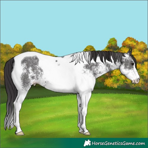 Horse Color:White Spotted Smoky Black Tobiano 