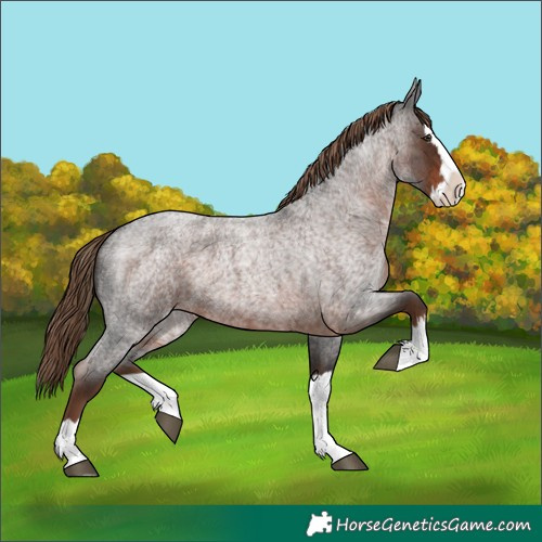 Horse Color:Liver Red Roan Splash