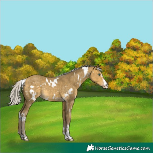 Horse Color:White Spotted Silver Sable Cream Champagne Rabicano 