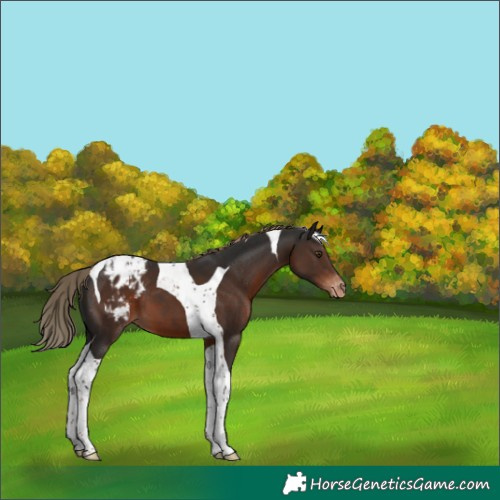 Horse Color:Liver Chestnut Tobiano Blanket 