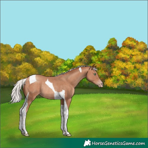Horse Color:Silver Sable Champagne Tobiano Rabicano