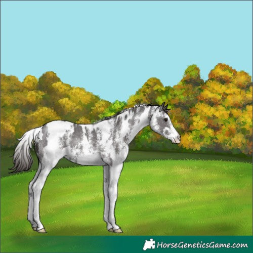Horse Color:White Spotted Smoky Black Appaloosa