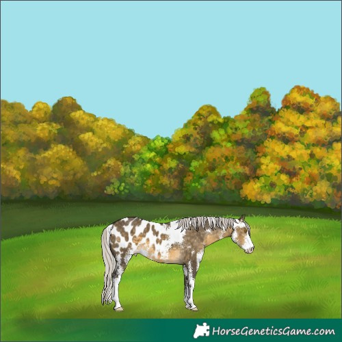 Horse Color:Silver Buckskin Dun Sabino Blanket 
