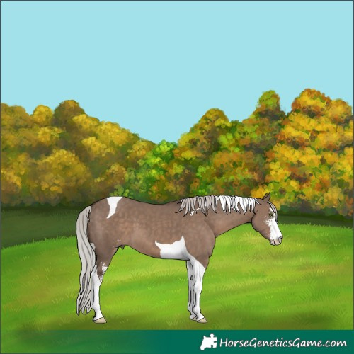 Horse Color:Silver Grullo Sabino Tobiano