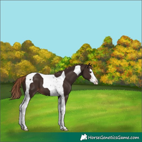 Horse Color:Liver Chestnut Splash Tobiano 