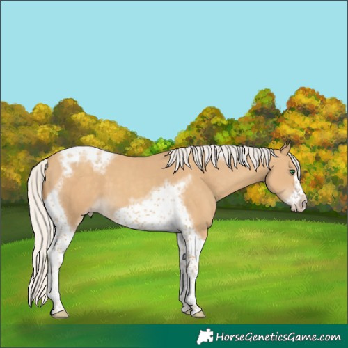 Horse Color:Silver Classic Cream Champagne Tobiano Frame 