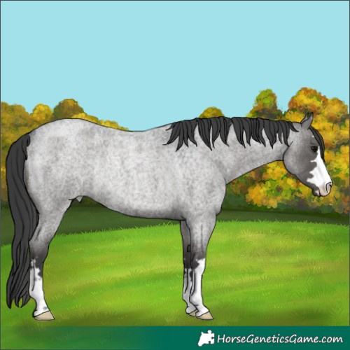 Horse Color:Blue Roan Rabicano 