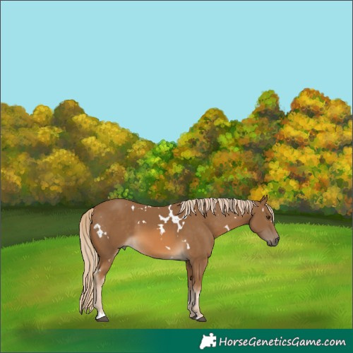 Horse Color:White Spotted Chocolate Palomino