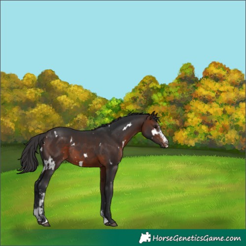 Horse Color:White Spotted Brown Sabino Rabicano