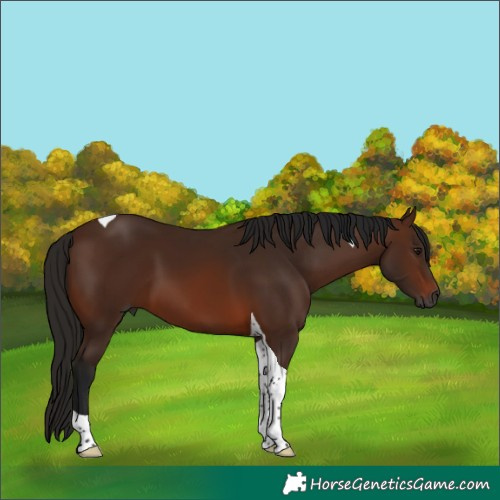 Horse Color:Gray Bay Tobiano 