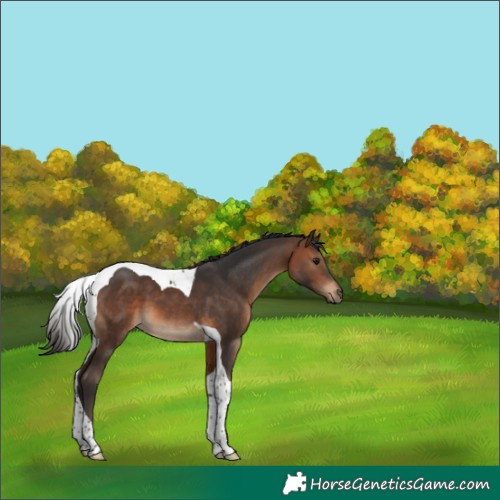 Horse Color:Brown Tobiano 