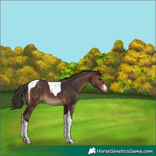 Horse Color:Brown Tobiano
