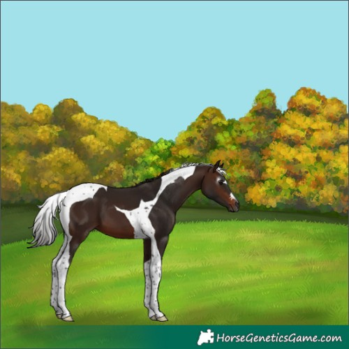 Horse Color:Gray Bay Tobiano 