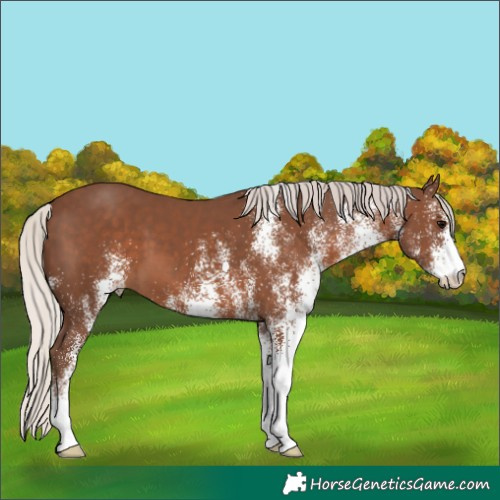 Horse Color:White Spotted Silver Black