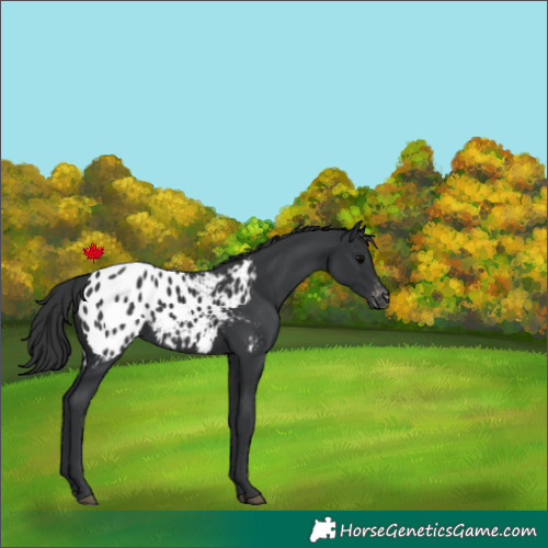 Horse Color:Black Appaloosa