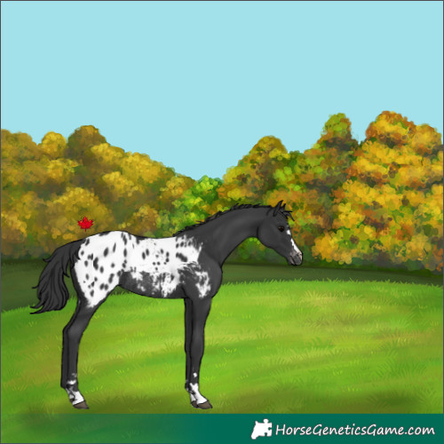 Horse Color:Black Appaloosa Rabicano 