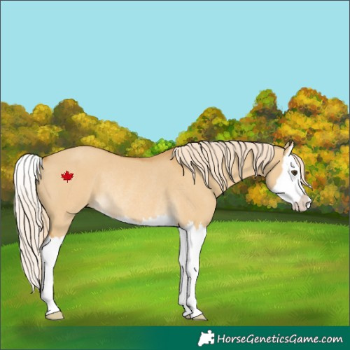 Horse Color:Palomino Dun Splash Rabicano