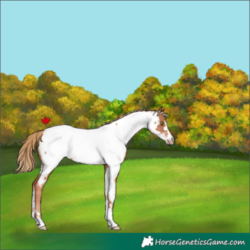 Horse Color:Gold Champagne Appaloosa 