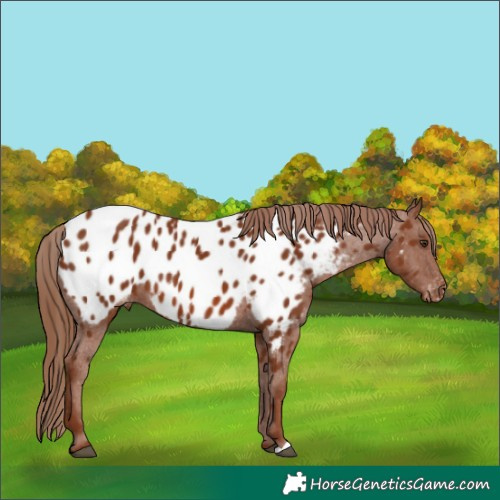 Horse Color:Chestnut Appaloosa 
