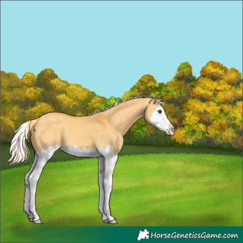 Horse Color:Palomino Dun Splash 