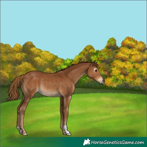 Horse Color:Gray Chestnut Rabicano 