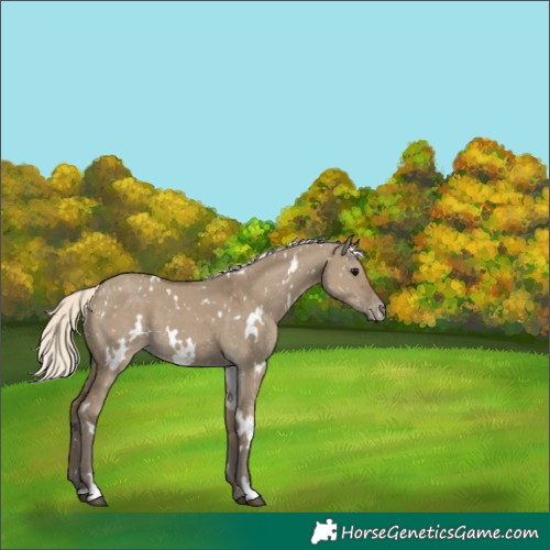 Horse Color:White Spotted Silver Smoky Grullo Snowflake Varnish 