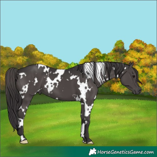 Horse Color:White Spotted Smoky Black 