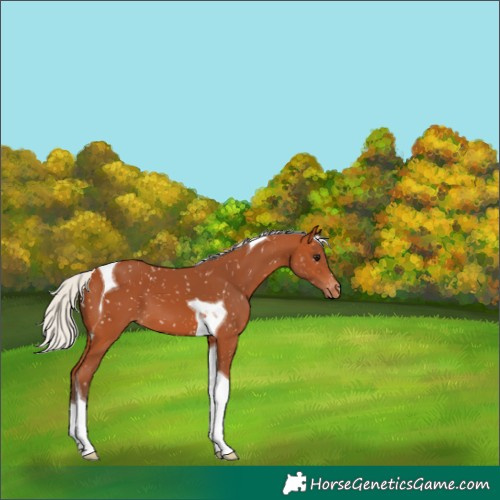 Horse Color:Silver Bay Tobiano Snowflake Varnish