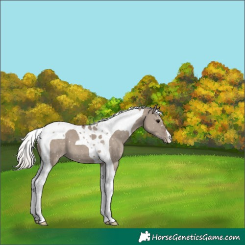 Horse Color:Silver Grullo Tobiano Snowflake Varnish