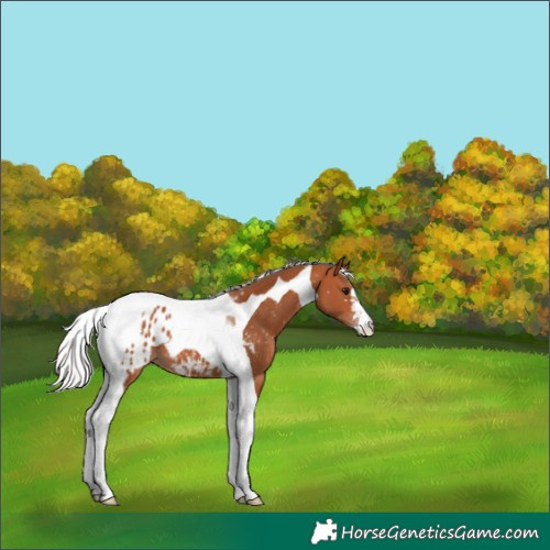 Horse Color:Silver Bay Tobiano Appaloosa 
