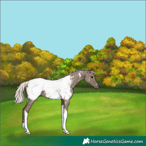 Horse Color:Silver Grullo Tobiano Snowcap Brindle 