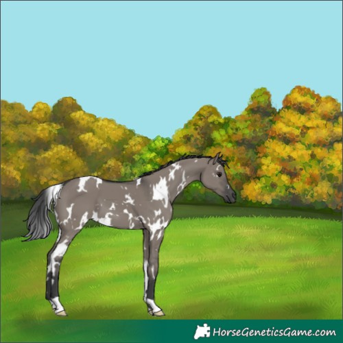 Horse Color:White Spotted Grullo 