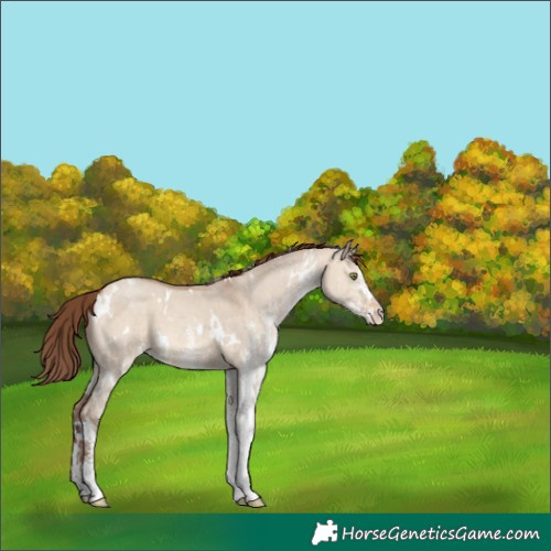 Horse Color:White Spotted Sable Champagne Dun Varnish