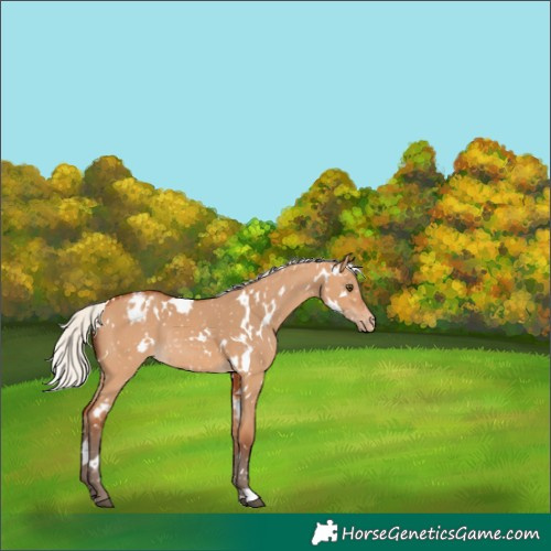 Horse Color:White Spotted Silver Bay Dun Snowflake Varnish Rabicano 