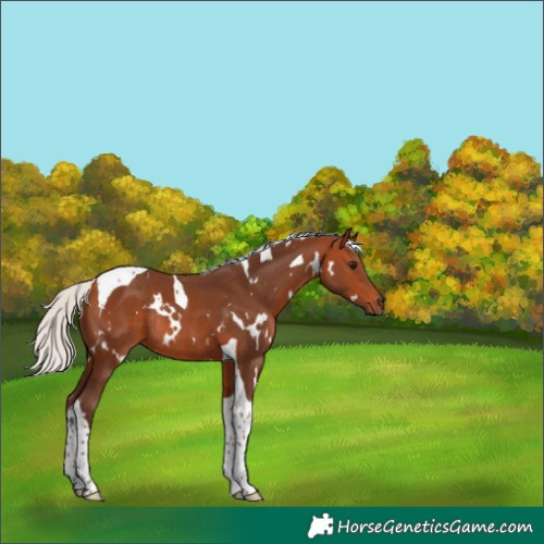 Horse Color:White Spotted Silver Bay Tobiano Rabicano