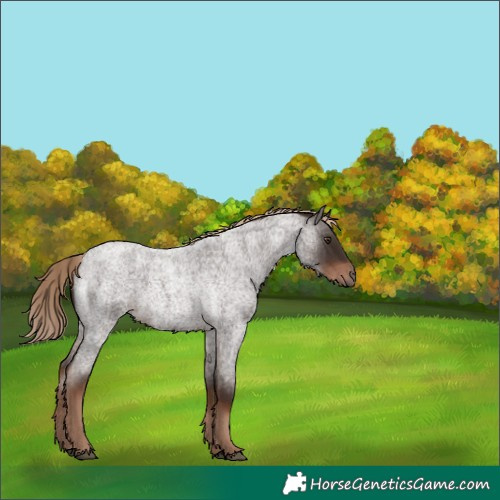 Horse Color:Liver Red Roan 