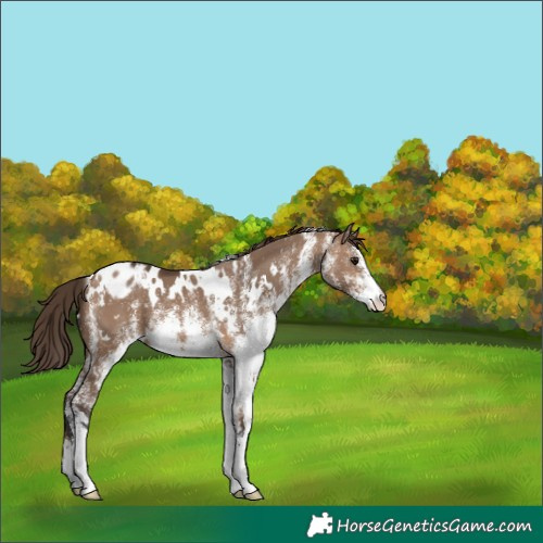Horse Color:White Spotted Brown Dun Varnish 