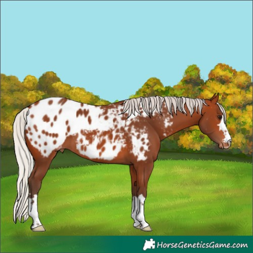 Horse Color:Silver Bay Blanket