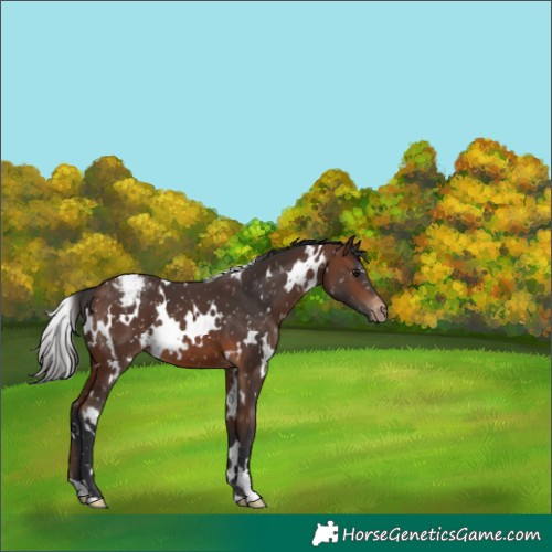 Horse Color:White Spotted Brown Snowflake Varnish