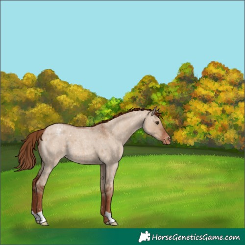 Horse Color:Red Dun Roan Appaloosa