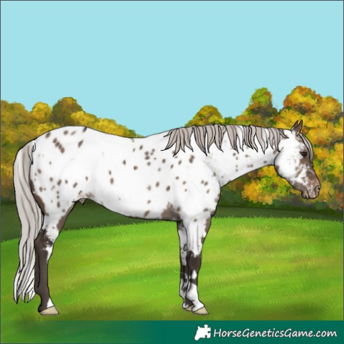 Horse Color:White Spotted Silver Brown Dun Near Leopard 