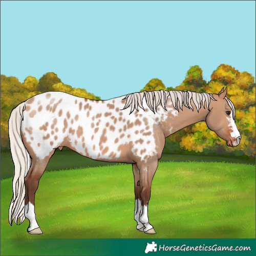 Horse Color:Silver Bay Dun Near Leopard 