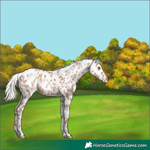 Horse Color:Silver Amber Champagne Leopard 