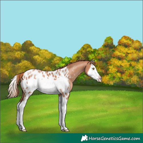 Horse Color:Gold Champagne Splash Frame Near Leopard Rabicano